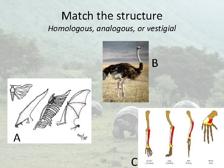 Match the structure Homologous, analogous, or vestigial B A C 