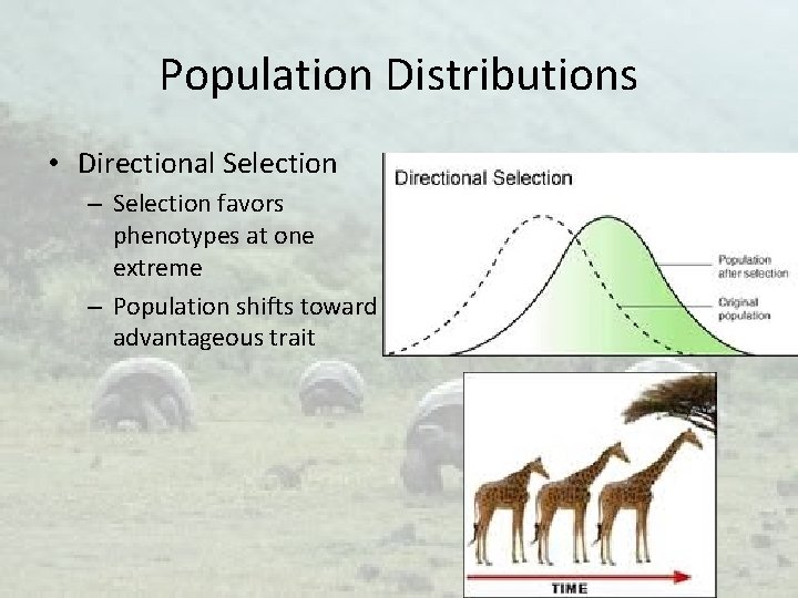 Population Distributions • Directional Selection – Selection favors phenotypes at one extreme – Population