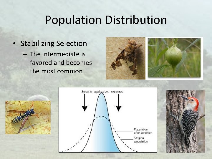 Population Distribution • Stabilizing Selection – The intermediate is favored and becomes the most