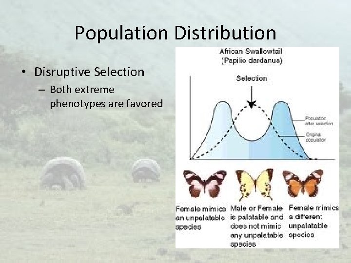 Population Distribution • Disruptive Selection – Both extreme phenotypes are favored 