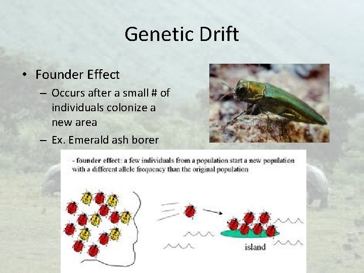 Genetic Drift • Founder Effect – Occurs after a small # of individuals colonize