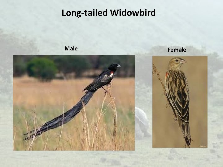 Long-tailed Widowbird Male Female 