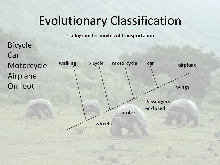 Evolutionary Classification Cladogram for modes of transportation: Bicycle Car Motorcycle Airplane On foot walking