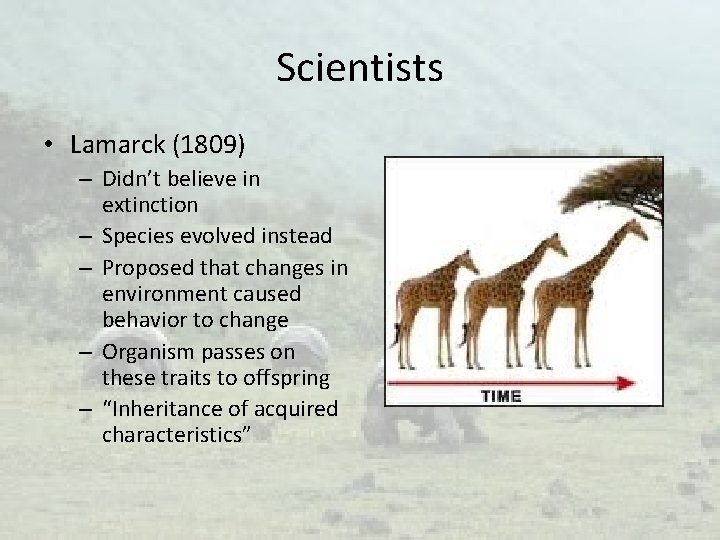 Scientists • Lamarck (1809) – Didn’t believe in extinction – Species evolved instead –