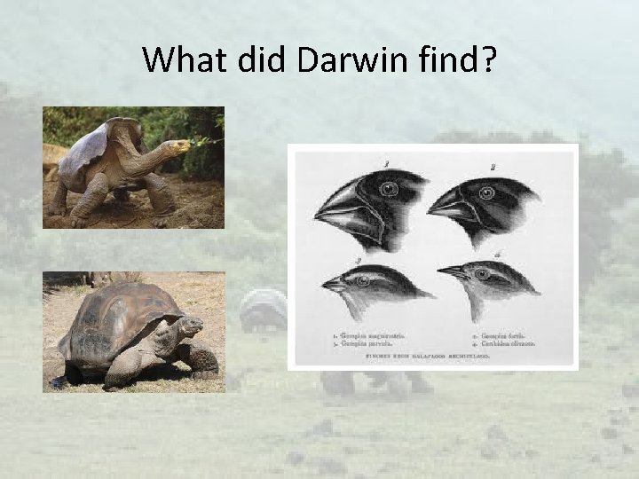 What did Darwin find? 