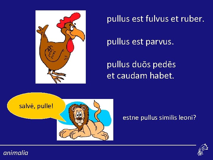 pullus est fulvus et ruber. pullus est parvus. pullus duōs pedēs et caudam habet.