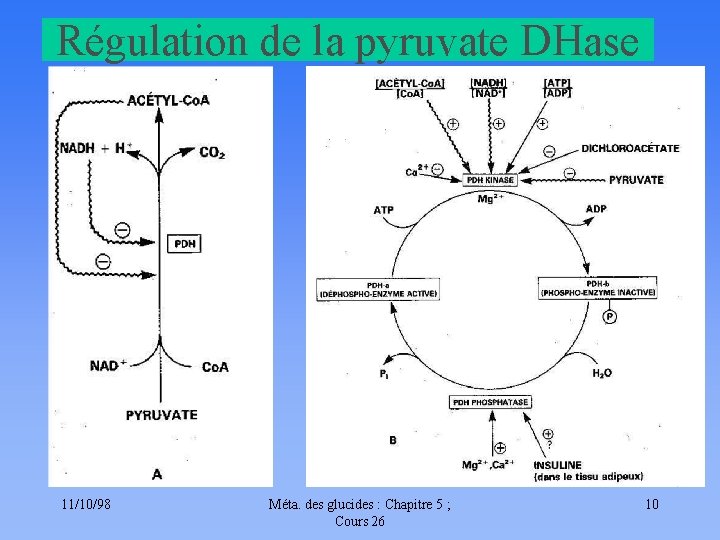 Régulation de la pyruvate DHase 11/10/98 Méta. des glucides : Chapitre 5 ; Cours