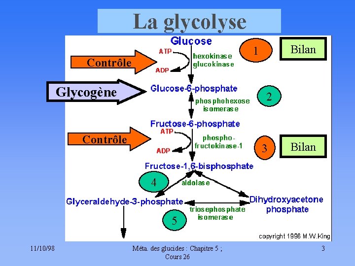 La glycolyse Bilan 1 Contrôle Glycogène 2 Contrôle 3 Bilan 4 5 11/10/98 Méta.