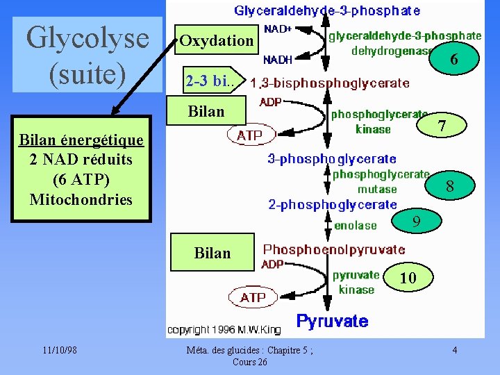 Glycolyse (suite) Oxydation 6 2 -3 bi. . Bilan 7 Bilan énergétique 2 NAD