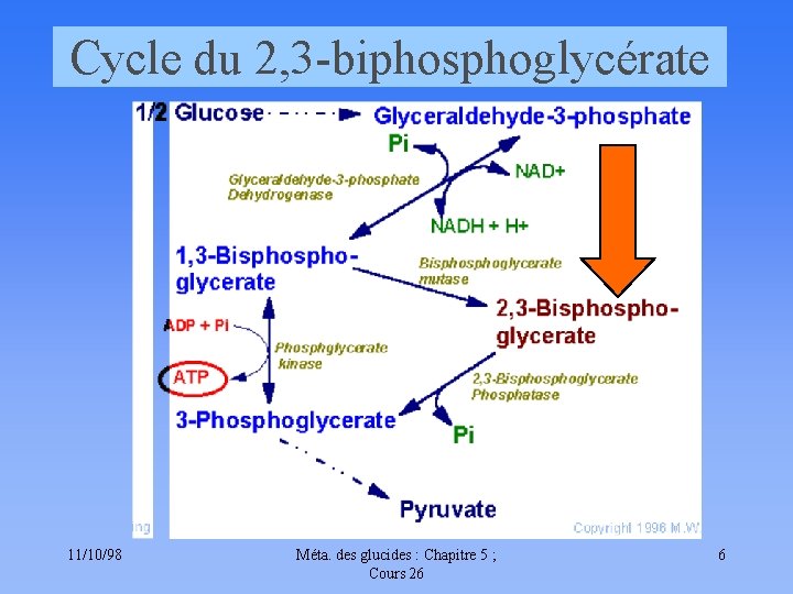 Cycle du 2, 3 -biphosphoglycérate 11/10/98 Méta. des glucides : Chapitre 5 ; Cours