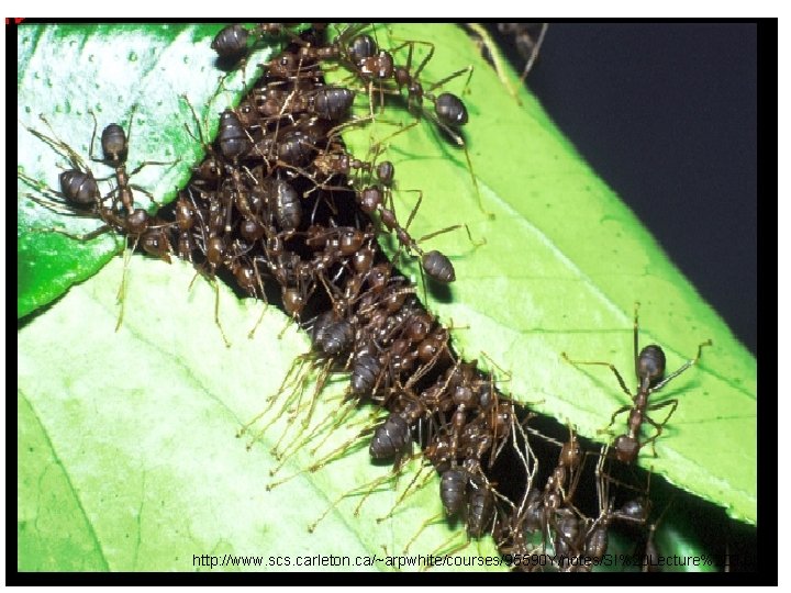 http: //www. scs. carleton. ca/~arpwhite/courses/95590 Y/notes/SI%20 Lecture%203. pdf 