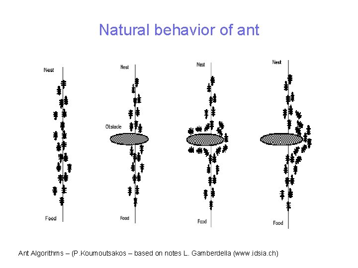 Natural behavior of ant Algorithms – (P. Koumoutsakos – based on notes L. Gamberdella