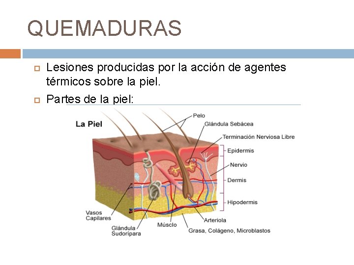 QUEMADURAS Lesiones producidas por la acción de agentes térmicos sobre la piel. Partes de