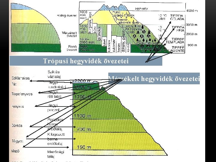 Trópusi hegyvidék övezetei Mérsékelt hegyvidék övezetei 