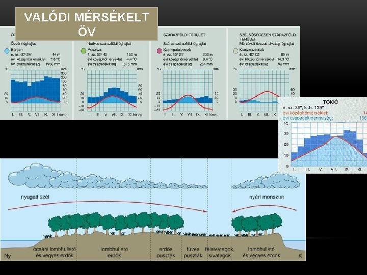 VALÓDI MÉRSÉKELT ÖV 