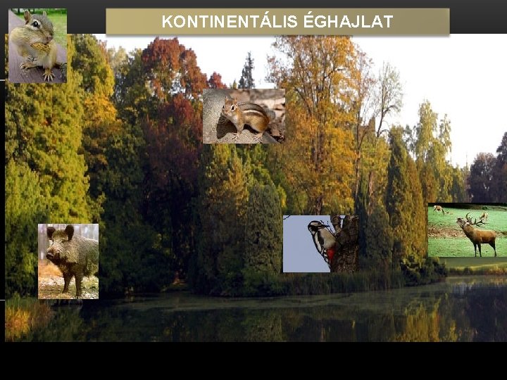 KONTINENTÁLIS ÉGHAJLAT 