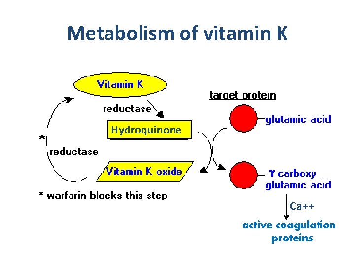 Metabolism of vitamin K Hydroquinone Ca++ active coagulation proteins 