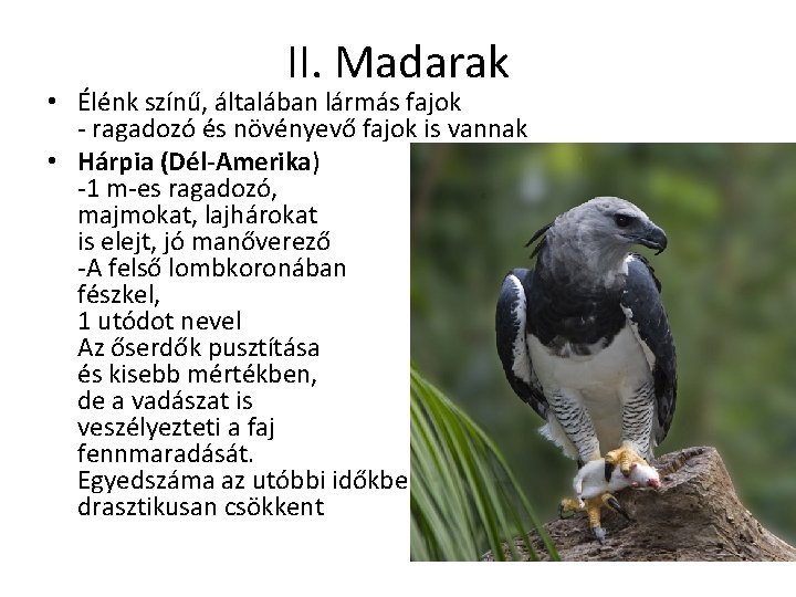 II. Madarak • Élénk színű, általában lármás fajok - ragadozó és növényevő fajok is