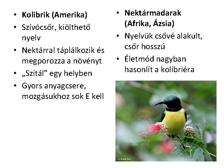  • Kolibrik (Amerika) • Szívócsőr, kiölthető nyelv • Nektárral táplálkozik és megporozza a