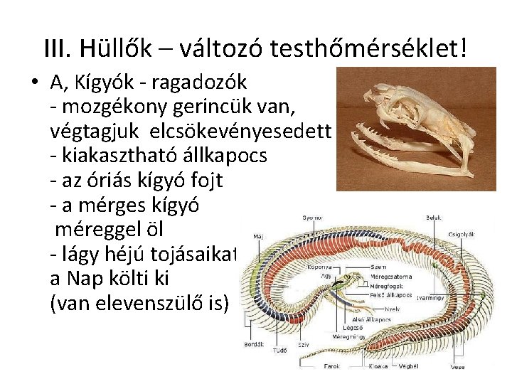 III. Hüllők – változó testhőmérséklet! • A, Kígyók - ragadozók - mozgékony gerincük van,