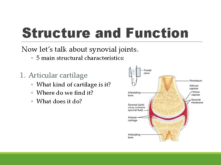 Structure and Function Now let’s talk about synovial joints. ◦ 5 main structural characteristics: