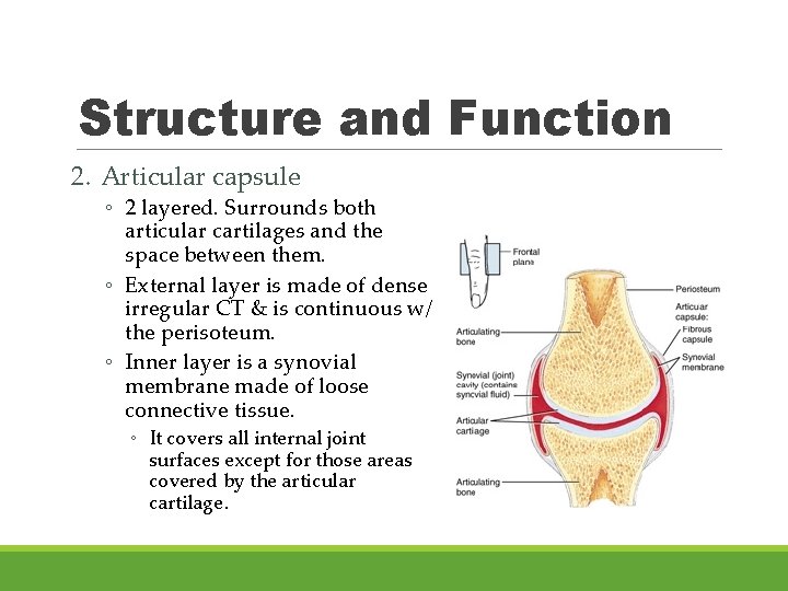 Structure and Function 2. Articular capsule ◦ 2 layered. Surrounds both articular cartilages and