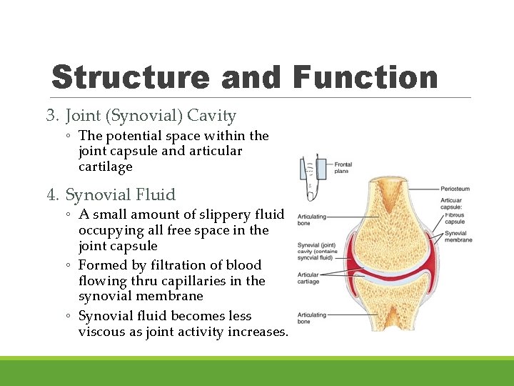 Structure and Function 3. Joint (Synovial) Cavity ◦ The potential space within the joint