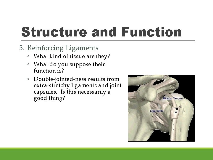 Structure and Function 5. Reinforcing Ligaments ◦ What kind of tissue are they? ◦