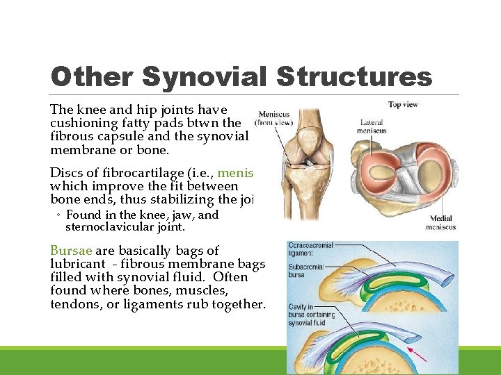 Other Synovial Structures The knee and hip joints have cushioning fatty pads btwn the