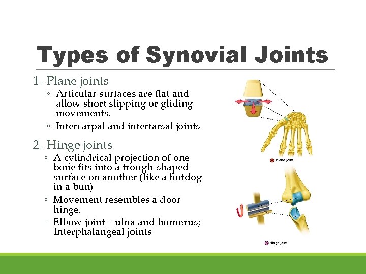 Types of Synovial Joints 1. Plane joints ◦ Articular surfaces are flat and allow