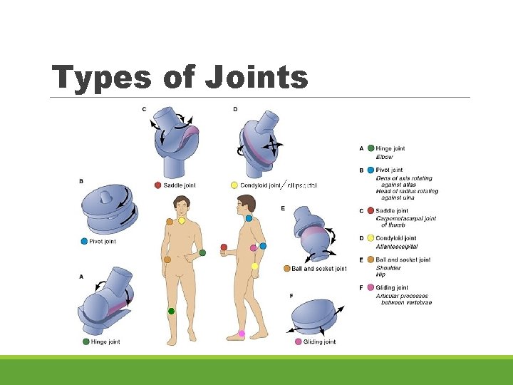Types of Joints 