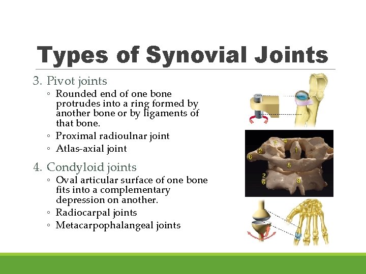 Types of Synovial Joints 3. Pivot joints ◦ Rounded end of one bone protrudes