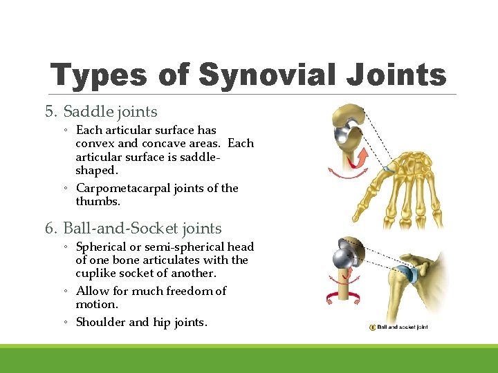 Types of Synovial Joints 5. Saddle joints ◦ Each articular surface has convex and