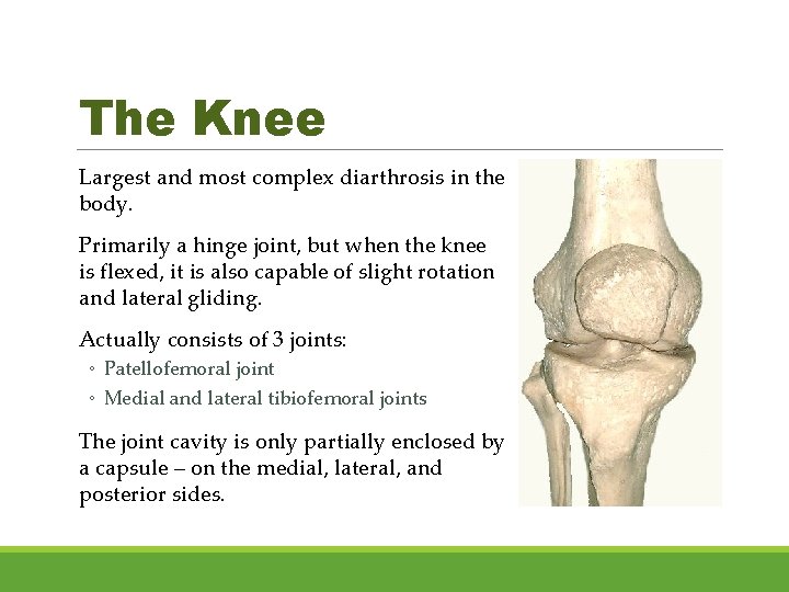 The Knee Largest and most complex diarthrosis in the body. Primarily a hinge joint,