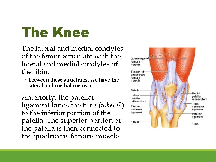 The Knee The lateral and medial condyles of the femur articulate with the lateral
