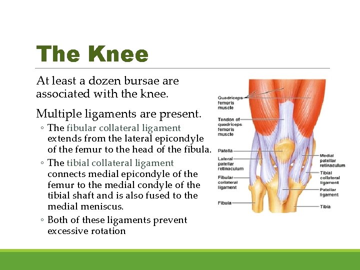 The Knee At least a dozen bursae are associated with the knee. Multiple ligaments