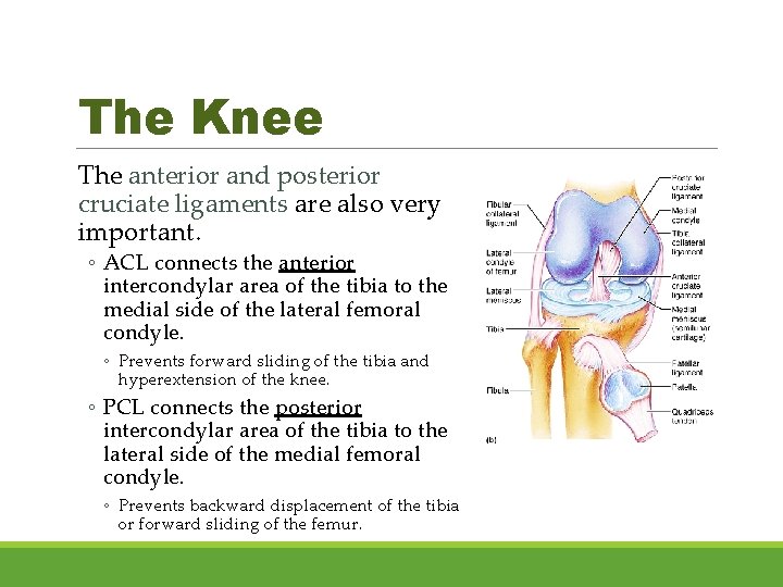 The Knee The anterior and posterior cruciate ligaments are also very important. ◦ ACL