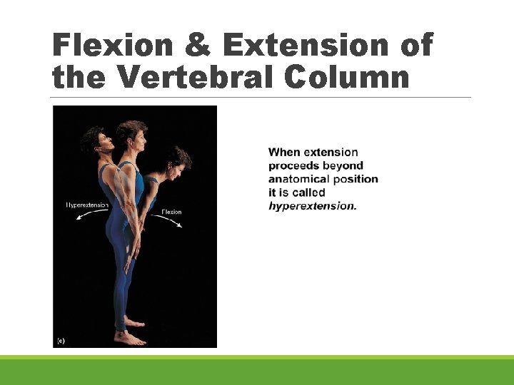 Flexion & Extension of the Vertebral Column 