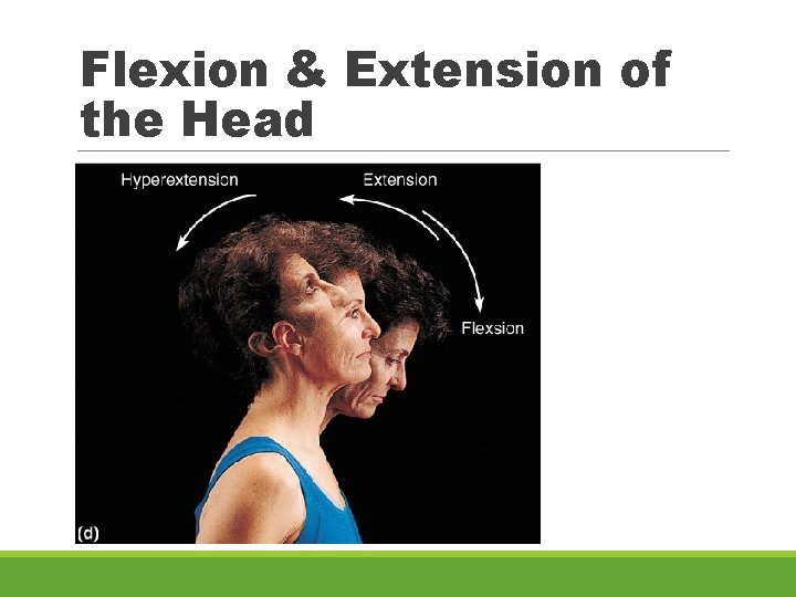 Flexion & Extension of the Head 