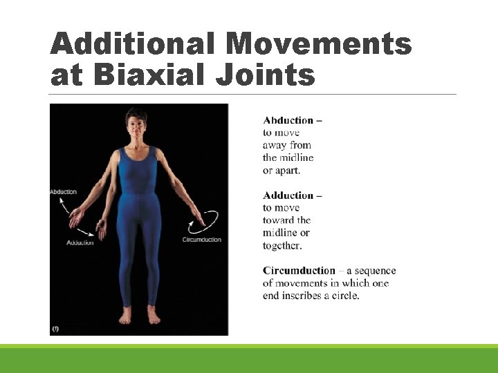 Additional Movements at Biaxial Joints 