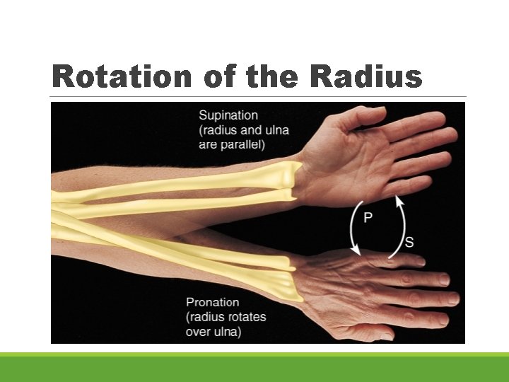 Rotation of the Radius 