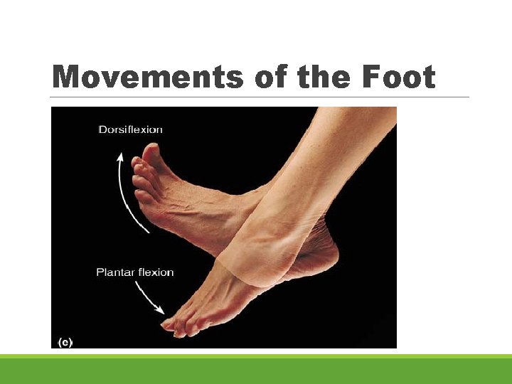 Movements of the Foot 