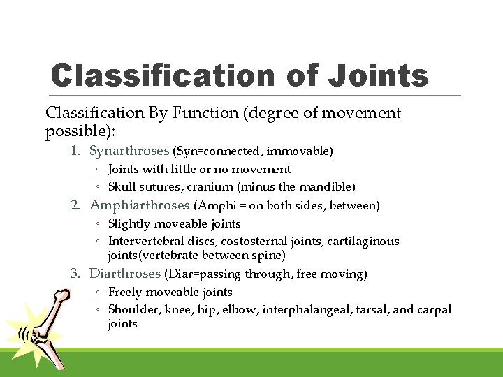 Classification of Joints Classification By Function (degree of movement possible): 1. Synarthroses (Syn=connected, immovable)