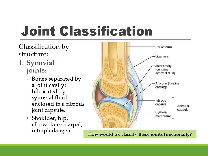 Joint Classification by structure: 1. Synovial joints: ◦ Bones separated by a joint cavity;
