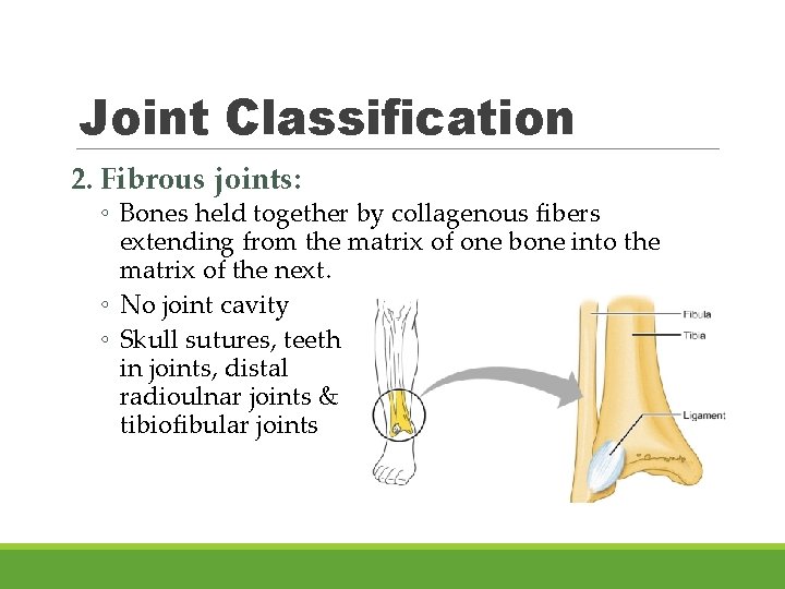 Joint Classification 2. Fibrous joints: ◦ Bones held together by collagenous fibers extending from