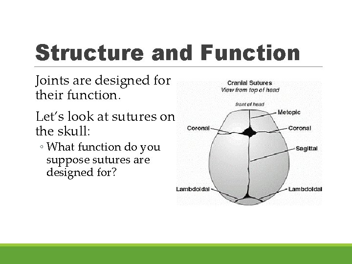 Structure and Function Joints are designed for their function. Let’s look at sutures on
