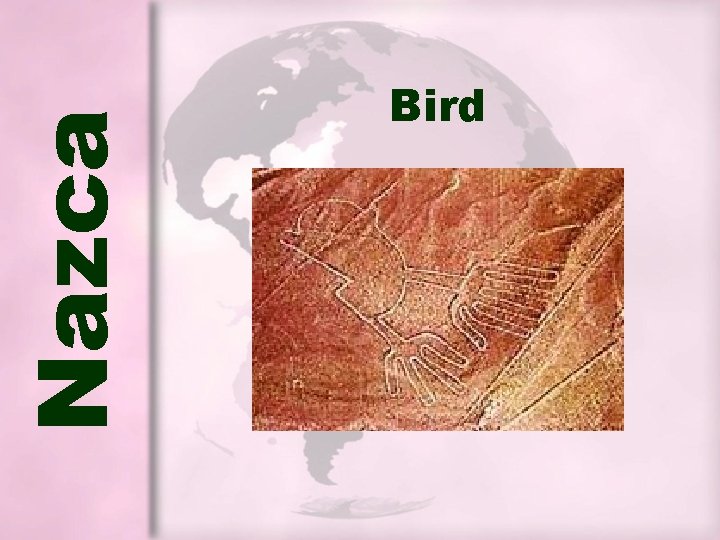 Nazca Bird Nazca Bird
