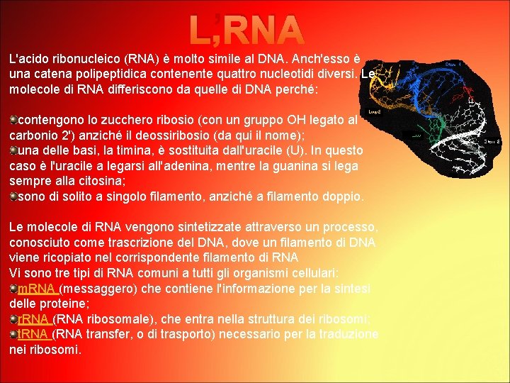 L’RNA L'acido ribonucleico (RNA) è molto simile al DNA. Anch'esso è una catena polipeptidica