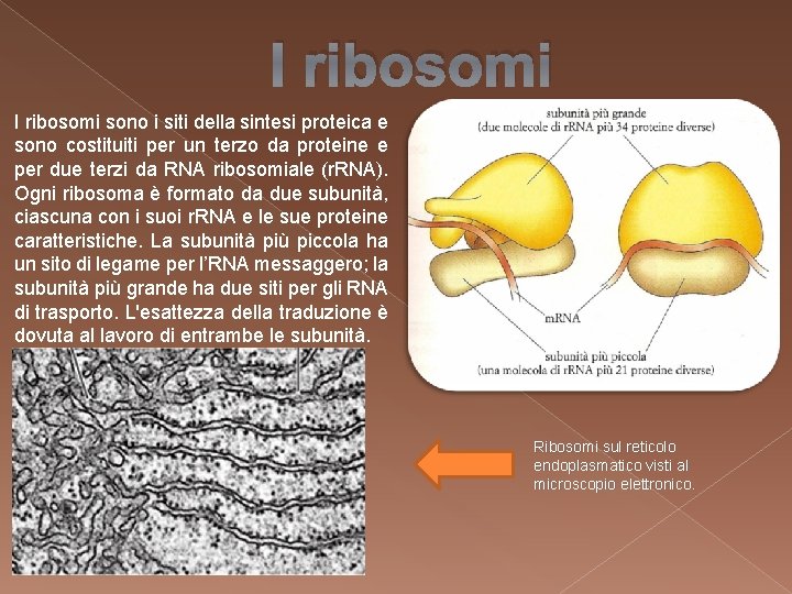 I ribosomi sono i siti della sintesi proteica e sono costituiti per un terzo