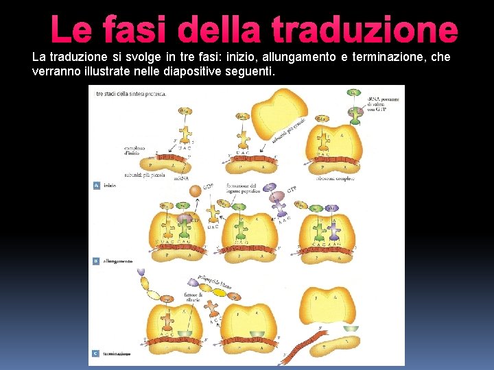 Le fasi della traduzione La traduzione si svolge in tre fasi: inizio, allungamento e Le fasi della traduzione La traduzione si svolge in tre fasi: inizio, allungamento e